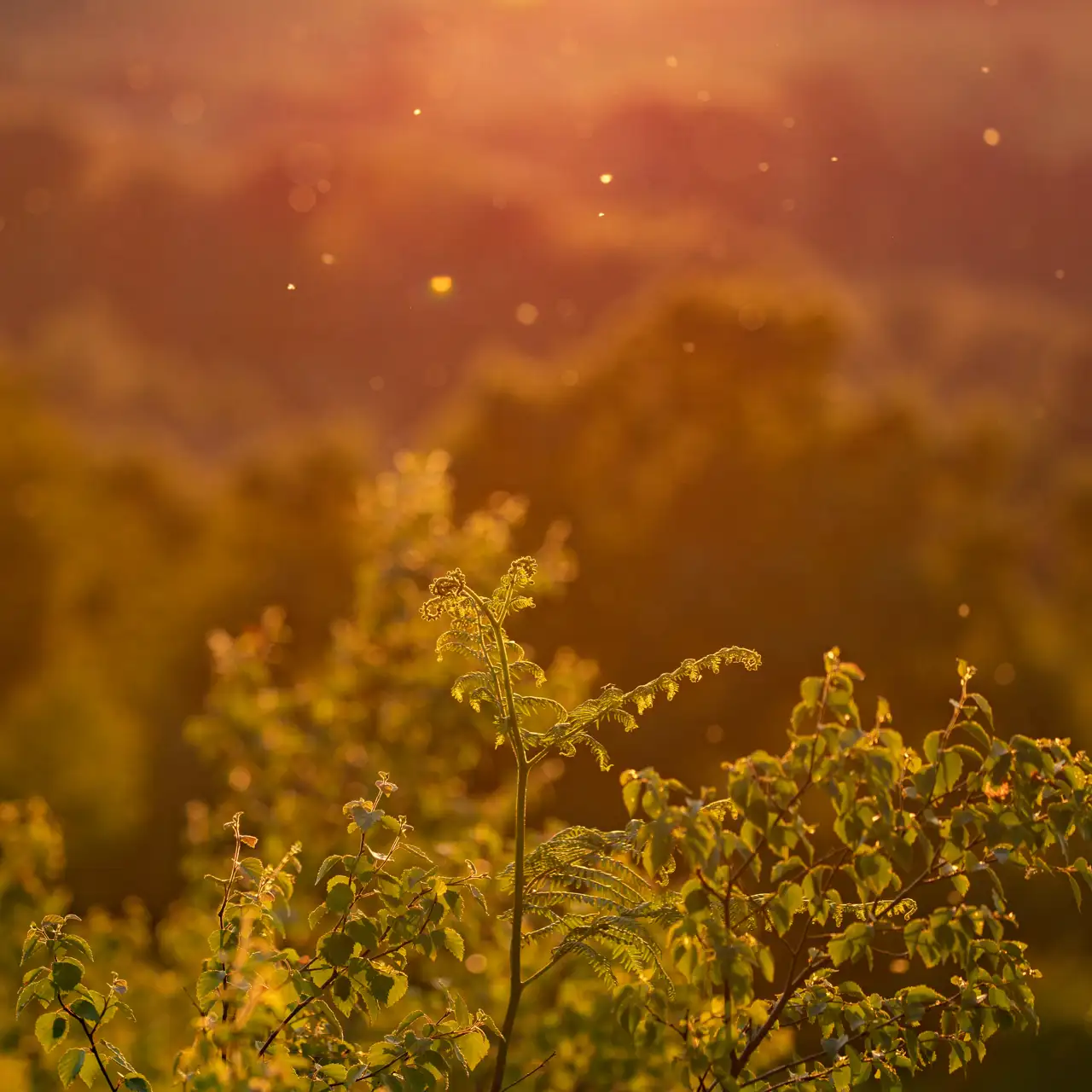 Dew-kissed foliage bathed in warm, golden sunlight. The background is softly blurred, filled with glowing bokeh and hints of a forest. Particles float gently in the air, capturing the light in a serene, dusk setting.
