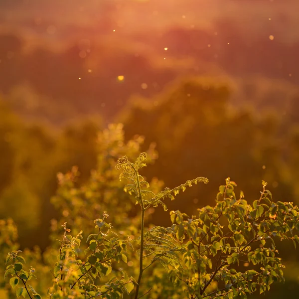 Backlit unfurling fern and birch leaves on heathland glowing golden at sunset with insects in the air