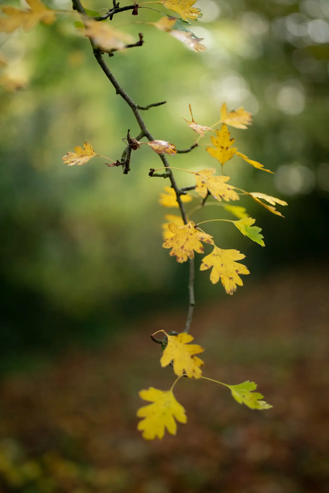 Branch with yellow and green autumn leaves in focus, set against a blurred background of greenery. The leaves exhibit an irregular shape with serrated edges. Soft lighting enhances the natural tones and textures.