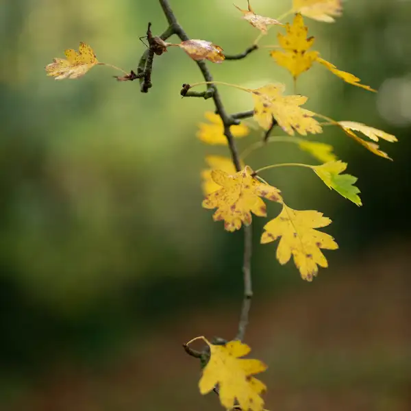 School run trees