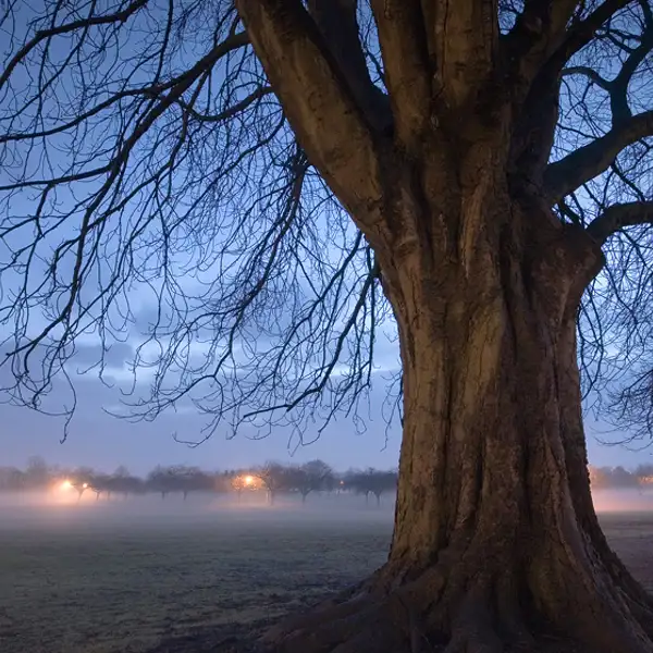 The Stray, Harrogate