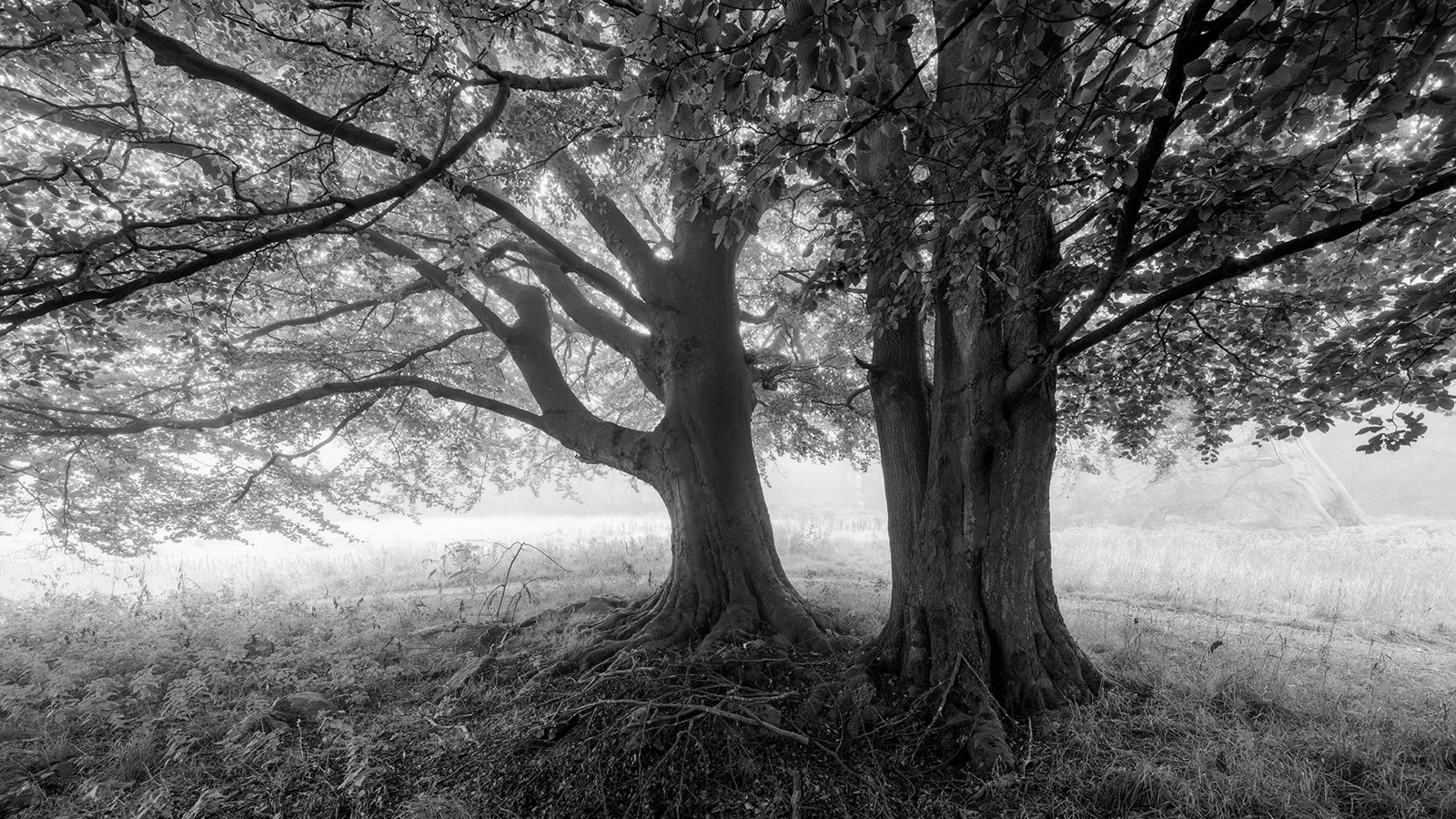 Ancient beech trees with sprawling branches in misty woodland at dawn, black and white