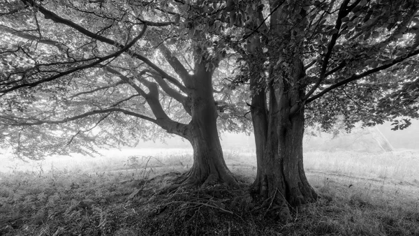 Ancient beech trees with sprawling branches in misty woodland at dawn, black and white