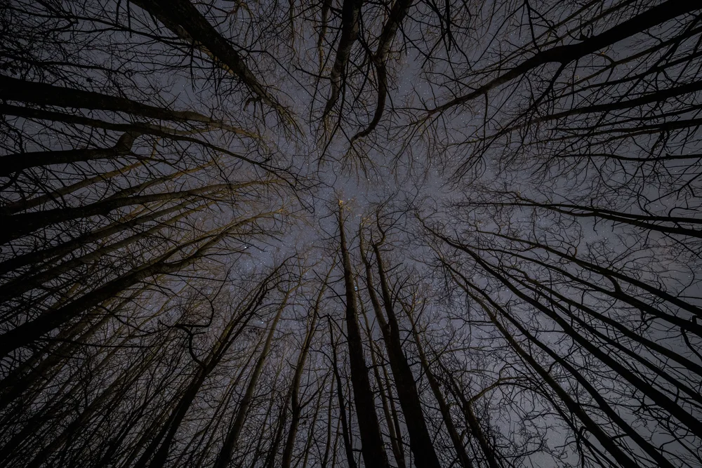 Bare winter trees silhouetted against a starry night sky in a leafless woodland canopy seen from below.