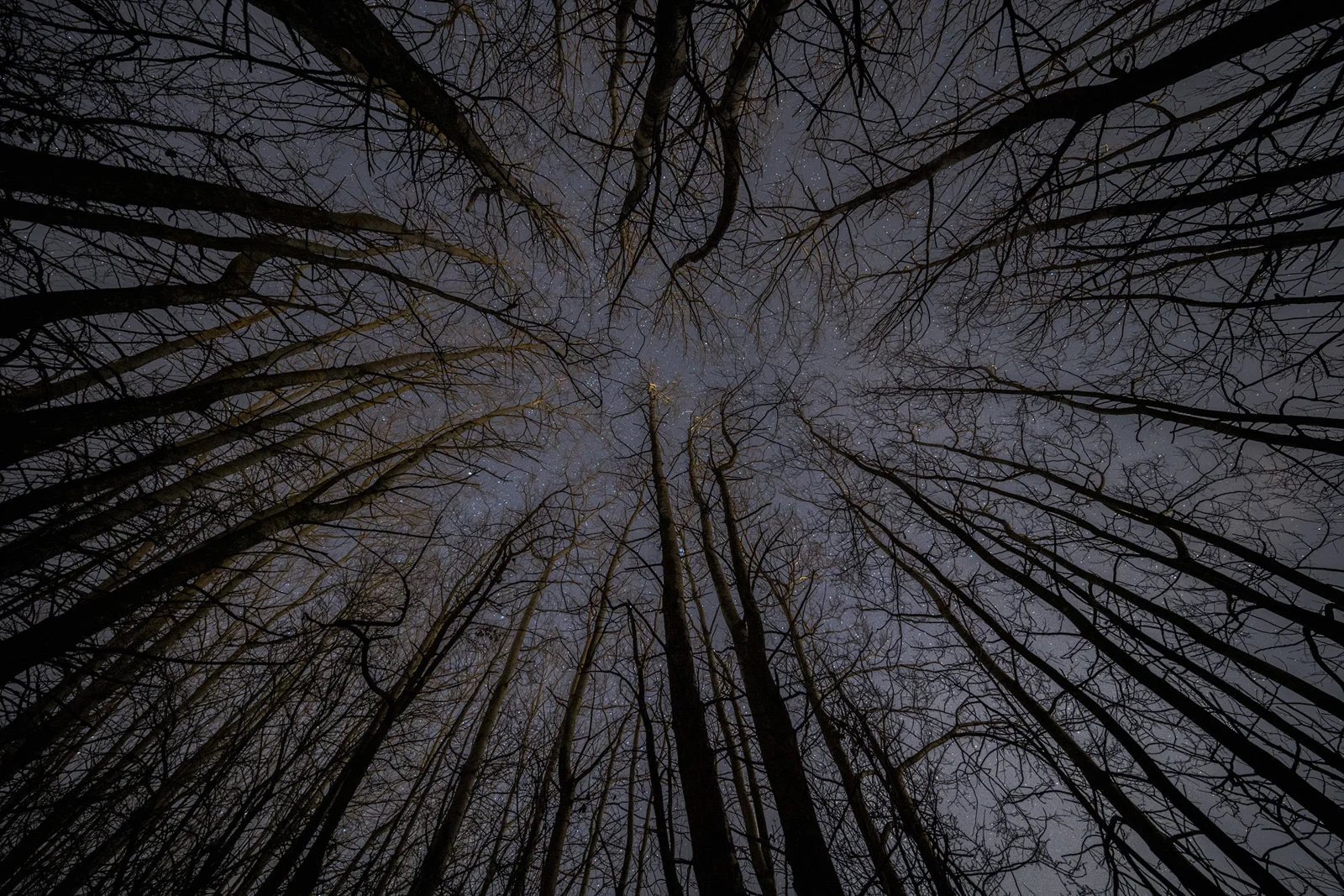 Bare winter trees silhouetted against a starry night sky in a leafless woodland canopy seen from below.