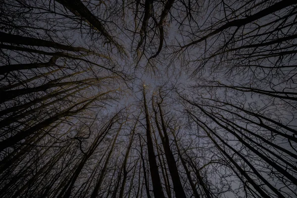 Bare winter trees silhouetted against a starry night sky in a leafless woodland canopy seen from below.