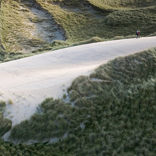 Marram grass and sand dunes: Marram grass and sand dunes