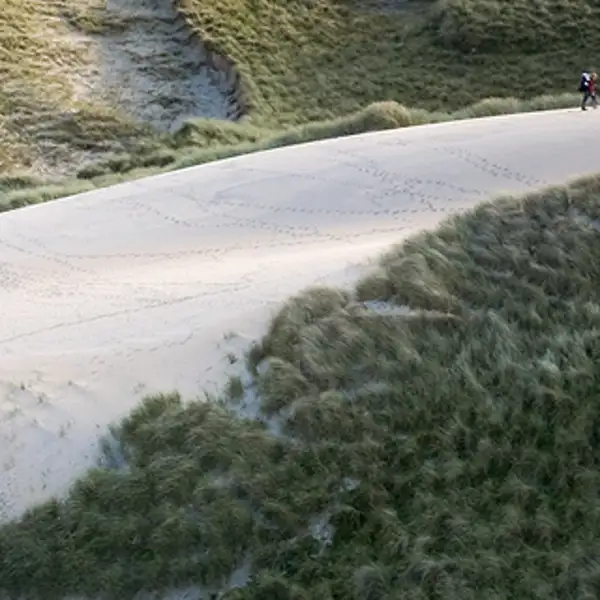 Marram grass and sand dunes