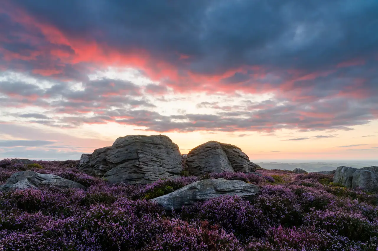 Rocky landscape with large boulders surrounded by blooming purple heather under a dramatic sunset sky. Clouds are tinged with red and pink hues, contrasting with the fading light on the horizon.