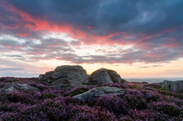 Weathered gritstone boulders amid purple heather on open moorland at sunset under a pink and orange sky