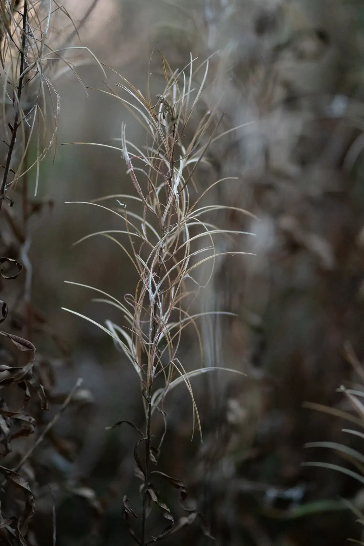 Dried seedheads and wispy grasses in autumn woodland undergrowth, lit by soft golden light