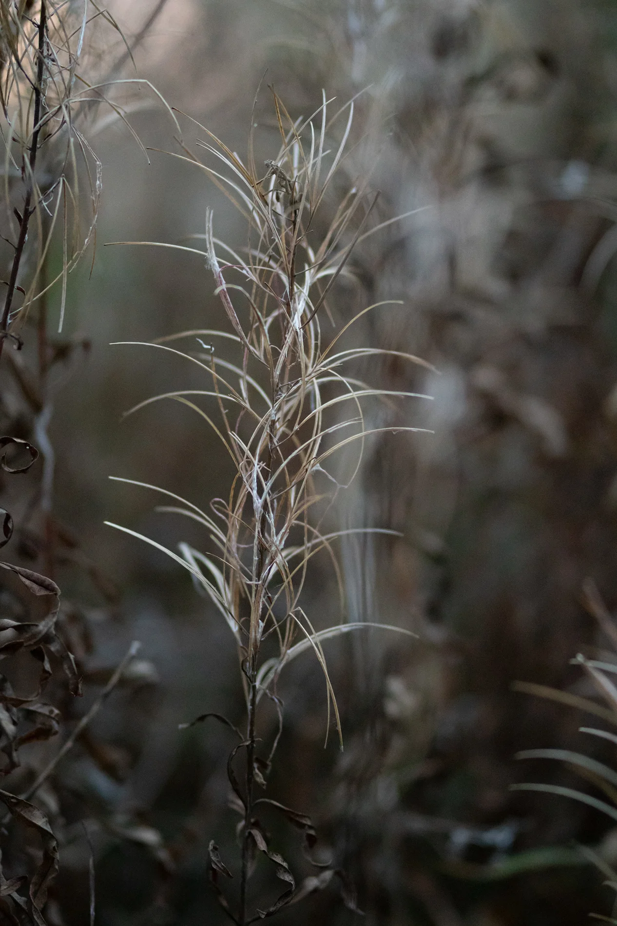 Dried seedheads and wispy grasses in autumn woodland undergrowth, lit by soft golden light