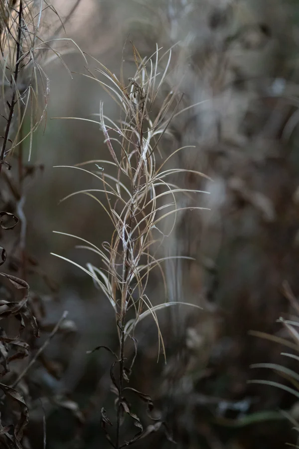 Dried seedheads and wispy grasses in autumn woodland undergrowth, lit by soft golden light