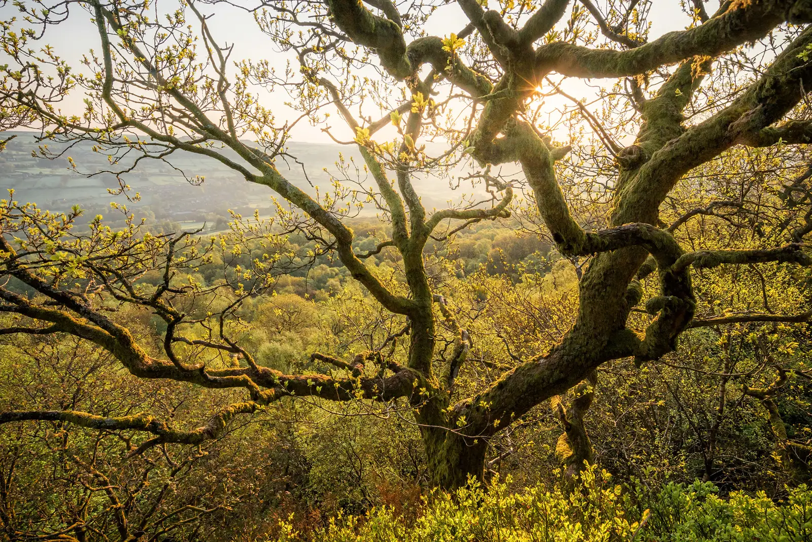 Sunlight filters through the branches of a gnarled tree with new leaves, overlooking a lush, green valley. The distant hills and fields are softly illuminated by the warm, golden light of sunset.