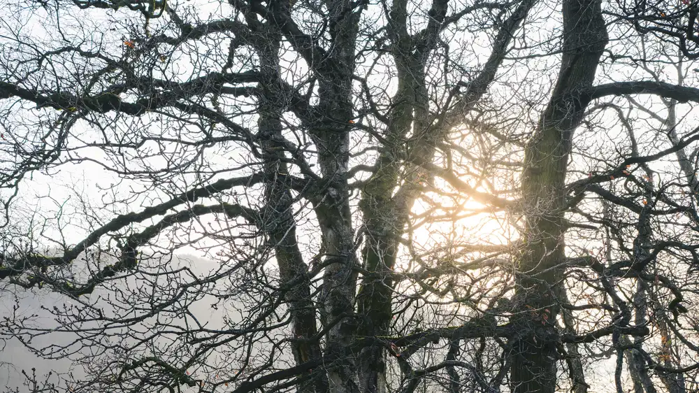 Bare tree branches silhouetted against a bright sun, casting a warm glow through the intricate network of twigs and branches. The background is misty, creating a serene and atmospheric scene.