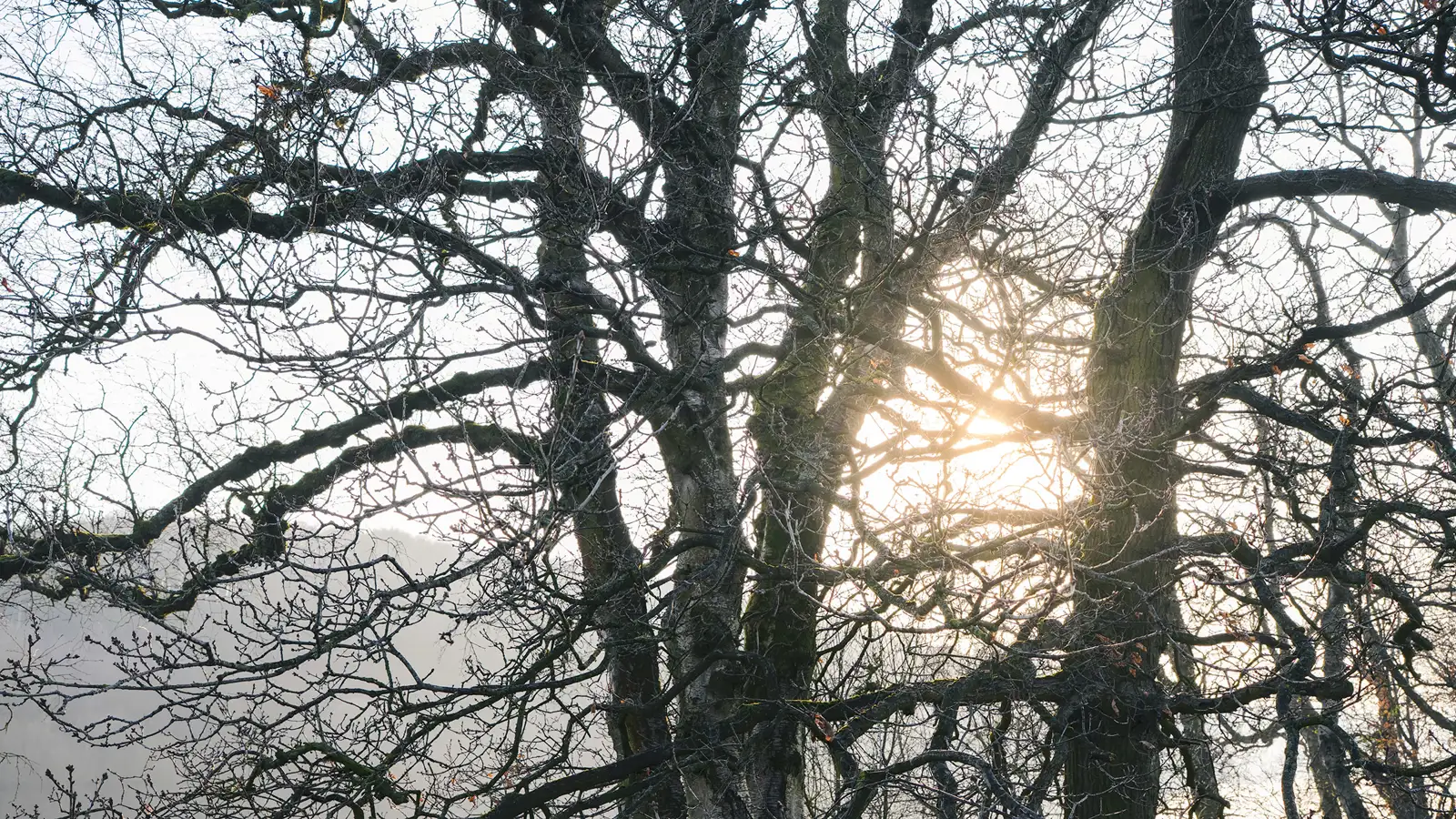 Bare tree branches silhouetted against a bright sun, casting a warm glow through the intricate network of twigs and branches. The background is misty, creating a serene and atmospheric scene.
