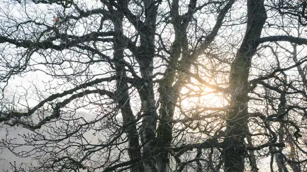 Bare tree branches silhouetted against a bright sun, casting a warm glow through the intricate network of twigs and branches. The background is misty, creating a serene and atmospheric scene.
