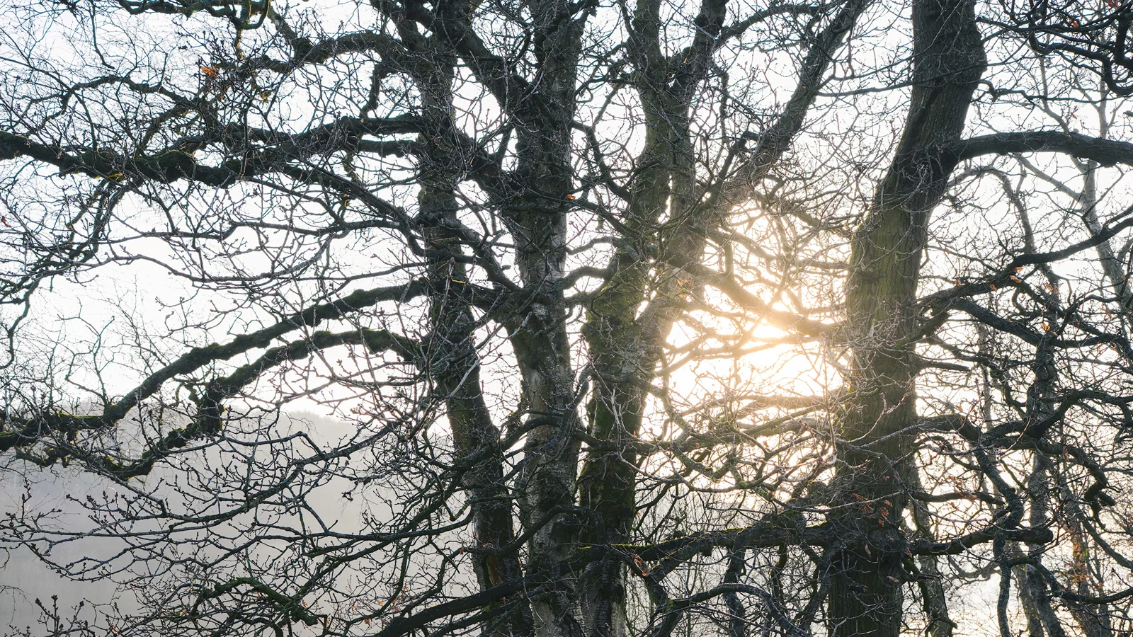 Bare moss-covered tree branches silhouetted against a misty sky with the sun glowing through on a frosty winter morning