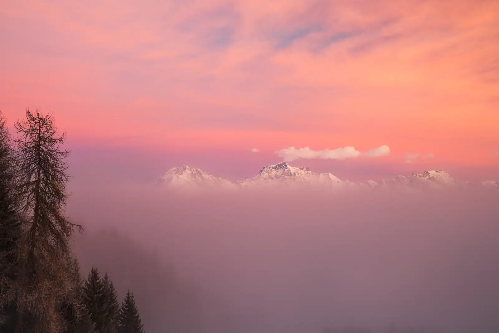 Snow-capped mountains partially obscured by mist, beneath a sky filled with soft pink and orange tones, suggesting either sunrise or sunset. Bare trees and conifers are silhouetted in the foreground.