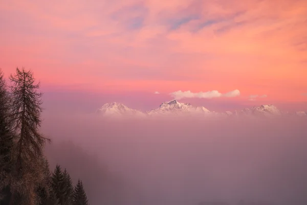 Snow-capped mountain peaks rising above pink mist with a larch silhouette at sunset