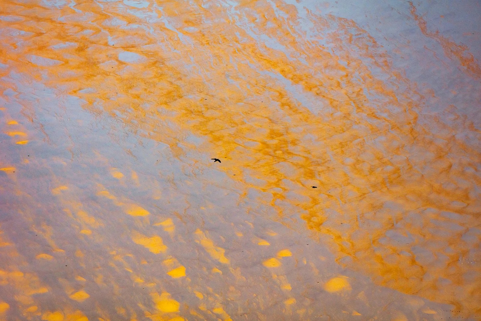 Shallow water with golden-orange mineral deposits and reflections, two birds flying overhead, misty coastal atmosphere.