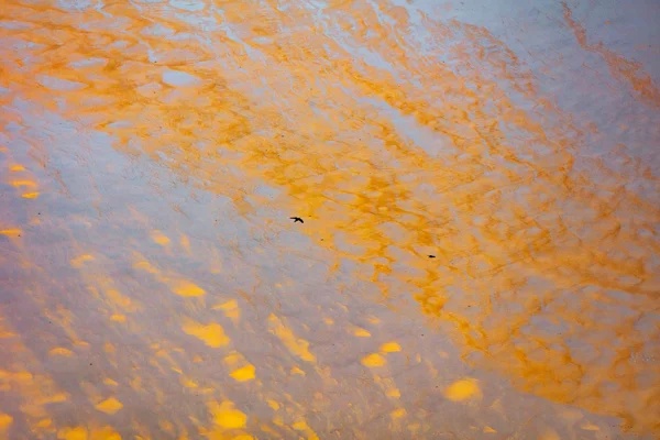 Shallow water with golden-orange mineral deposits and reflections, two birds flying overhead, misty coastal atmosphere.