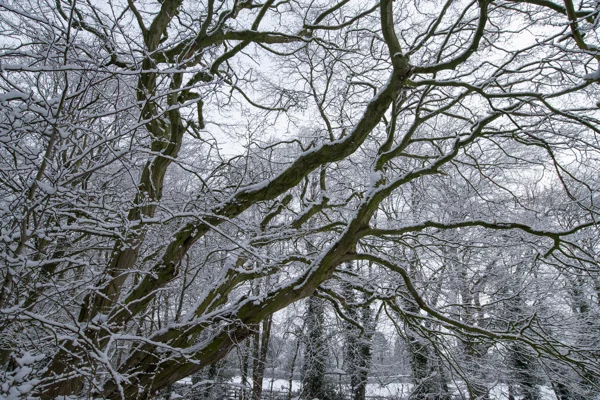 Snow-covered branches of a moss-clad tree spreading across a frosty woodland under an overcast winter sky