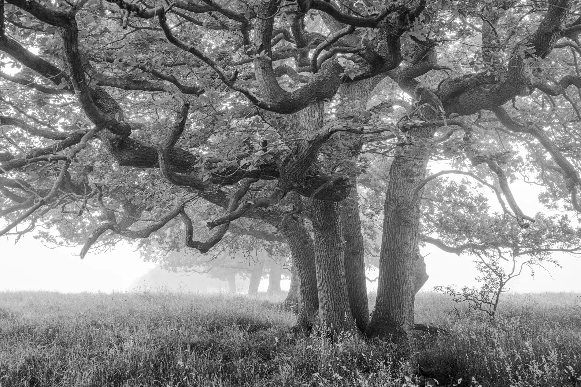 Ancient oak with sprawling branches in misty meadow woodland at dawn, black and white