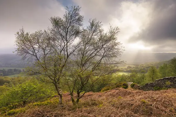 Bare trees with budding leaves overlook a lush valley under a cloudy sky with sunlight breaking through. The foreground has dry, reddish-brown bracken and a stone wall on the right. The landscape extends into misty, sunlit hills in the background.