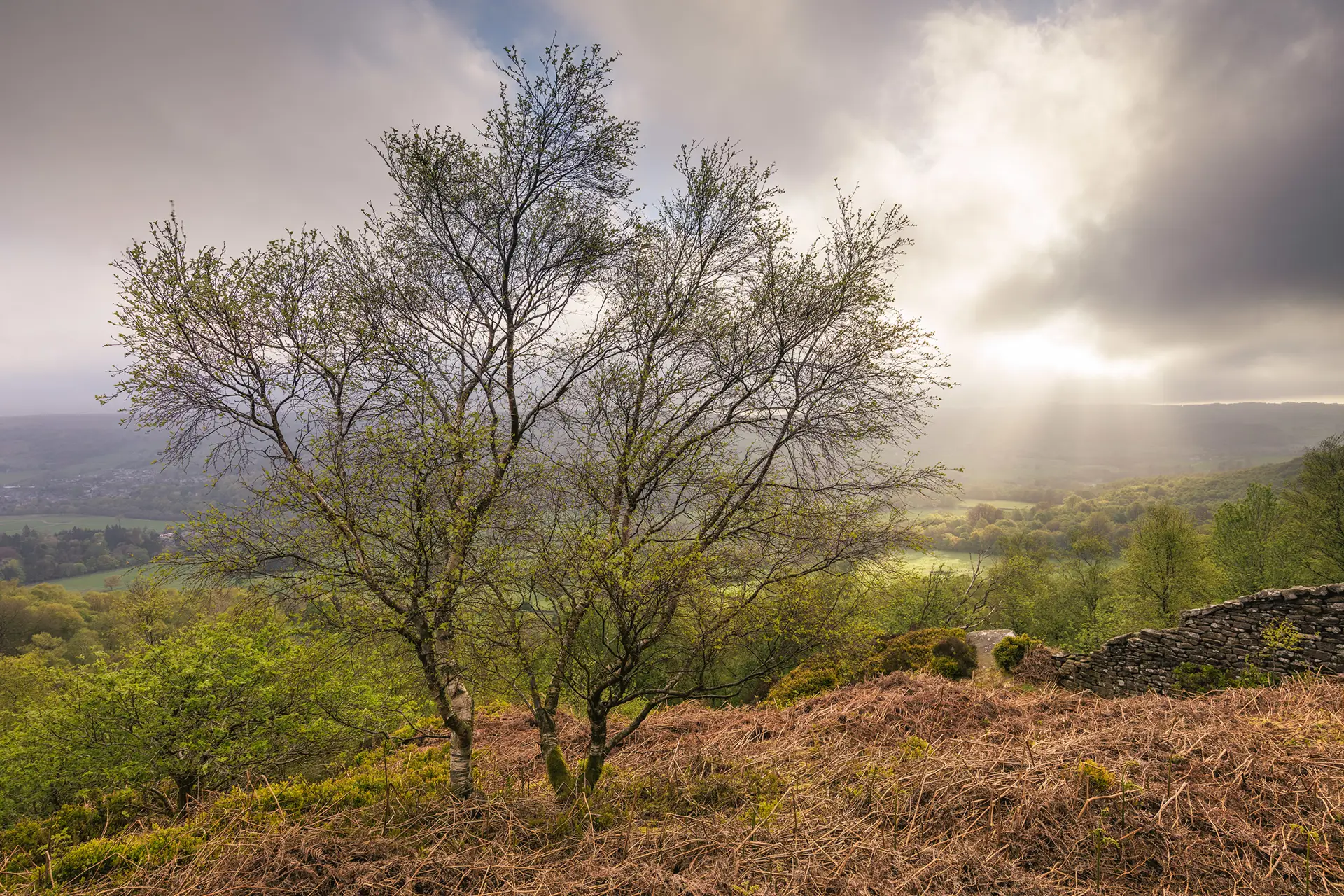 Bare trees with budding leaves overlook a lush valley under a cloudy sky with sunlight breaking through. The foreground has dry, reddish-brown bracken and a stone wall on the right. The landscape extends into misty, sunlit hills in the background.