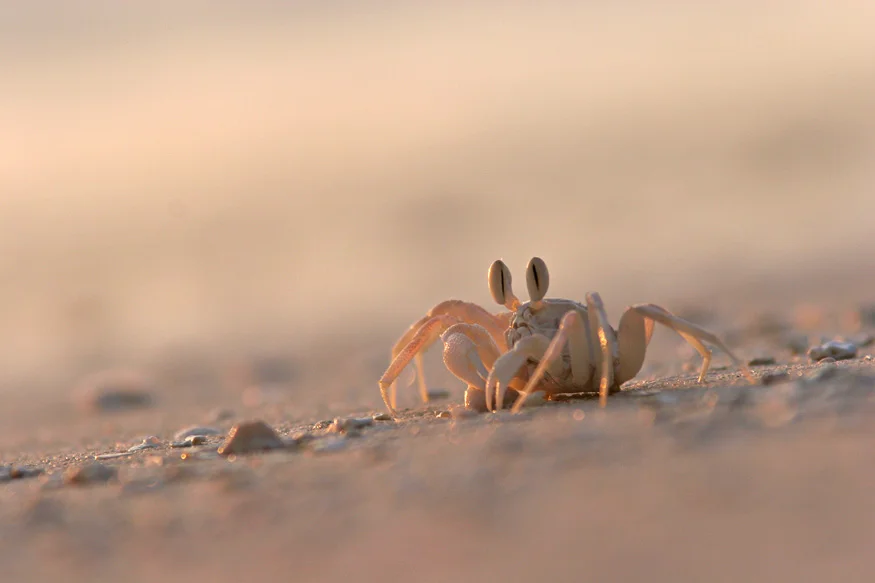 Crab