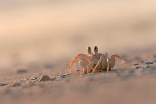 Crab