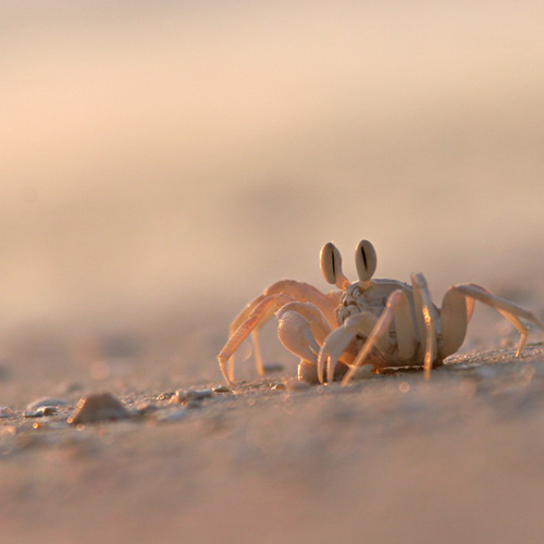 Crab: Crab
