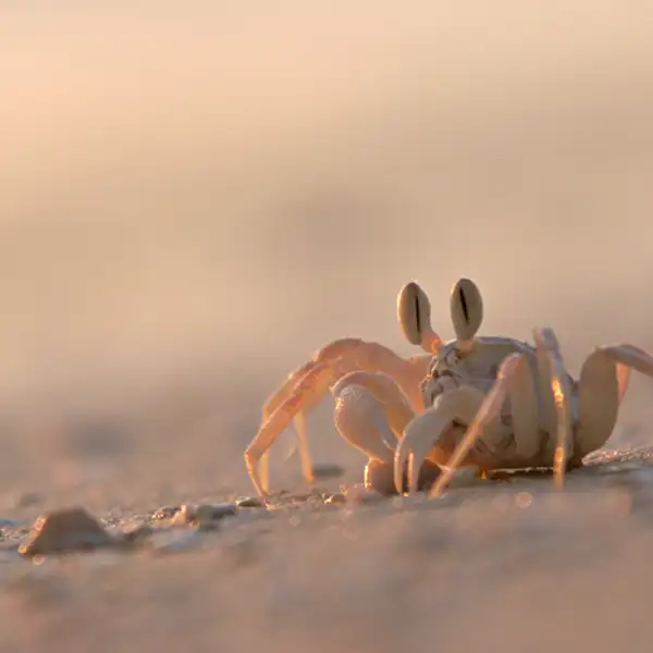 Crab