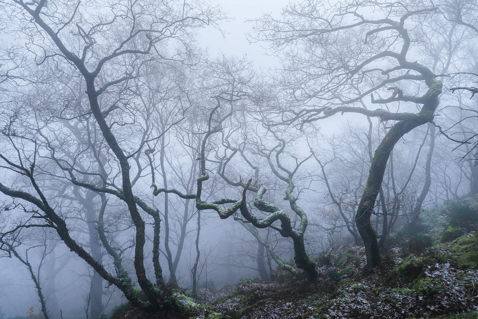 Twisted, leafless trees with moss-covered branches stand in a misty forest, creating a haunting atmosphere. The ground is dotted with patches of green moss and brown leaves, enhancing the ethereal fog that envelops the scene.