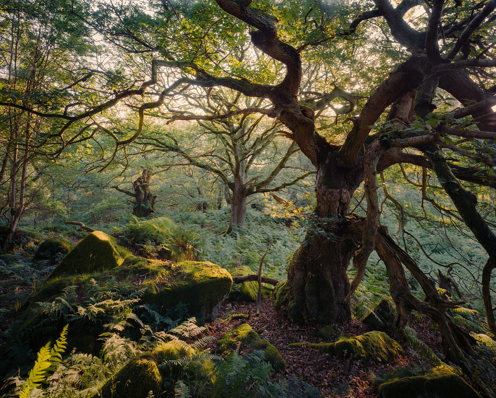 Ancient woodland scene with gnarled trees and sprawling branches under dappled sunlight. Dense ferns and moss-covered rocks cover the forest floor, creating a lush, verdant atmosphere. Sunlight filters through the canopy, highlighting textures and casting gentle shadows.