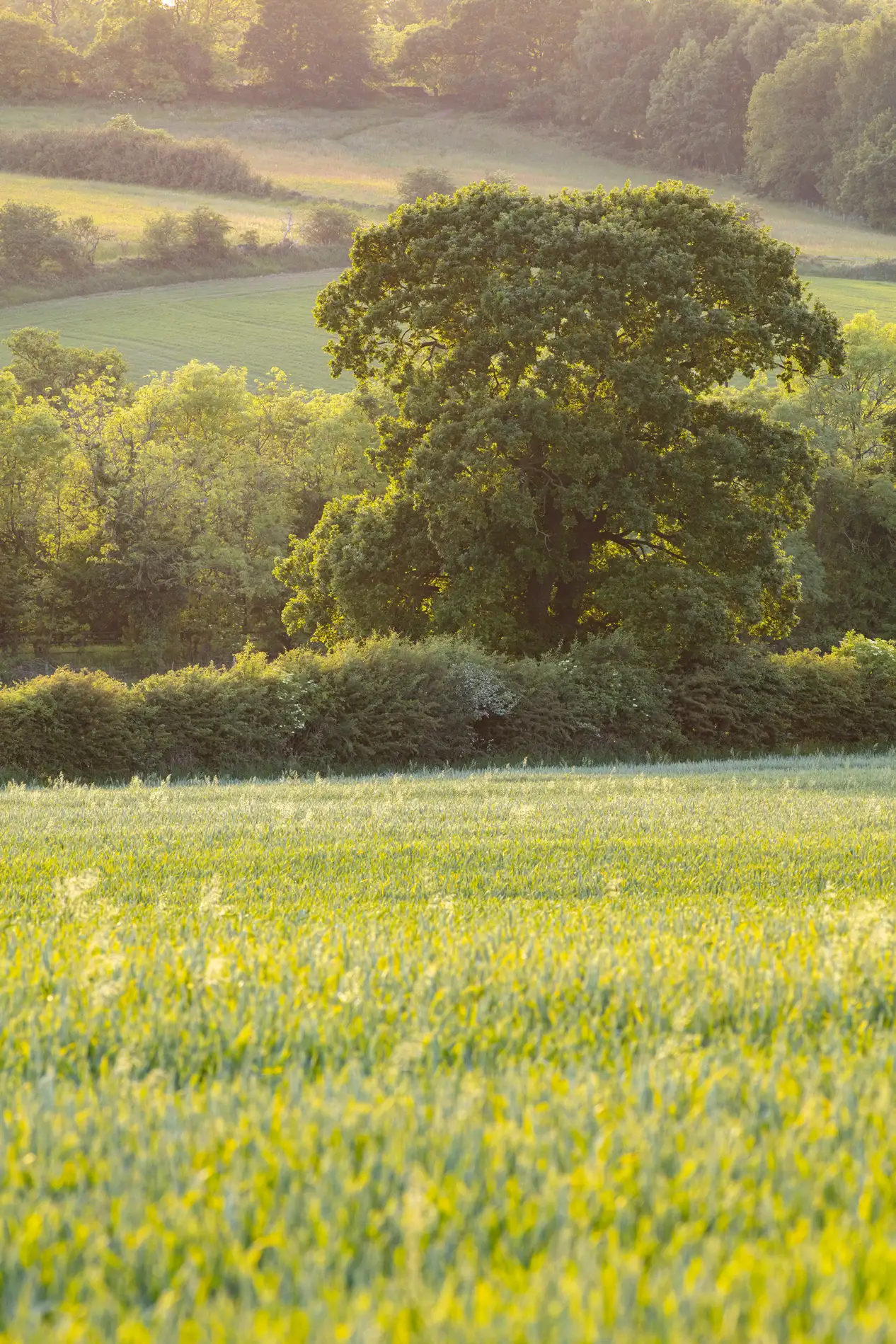 Mature oak tree above a flowering hedgerow in rolling green farmland at golden hour in summer