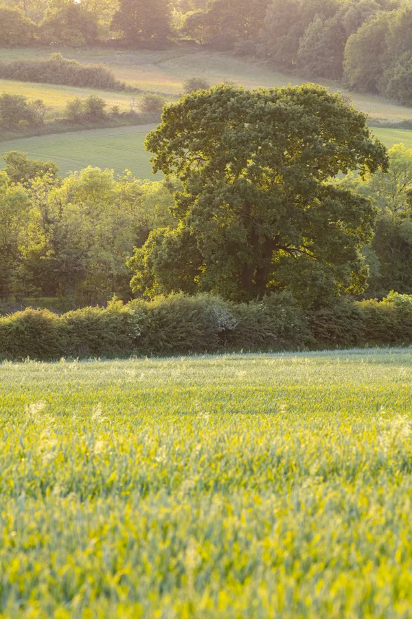 Mature oak tree above a flowering hedgerow in rolling green farmland at golden hour in summer