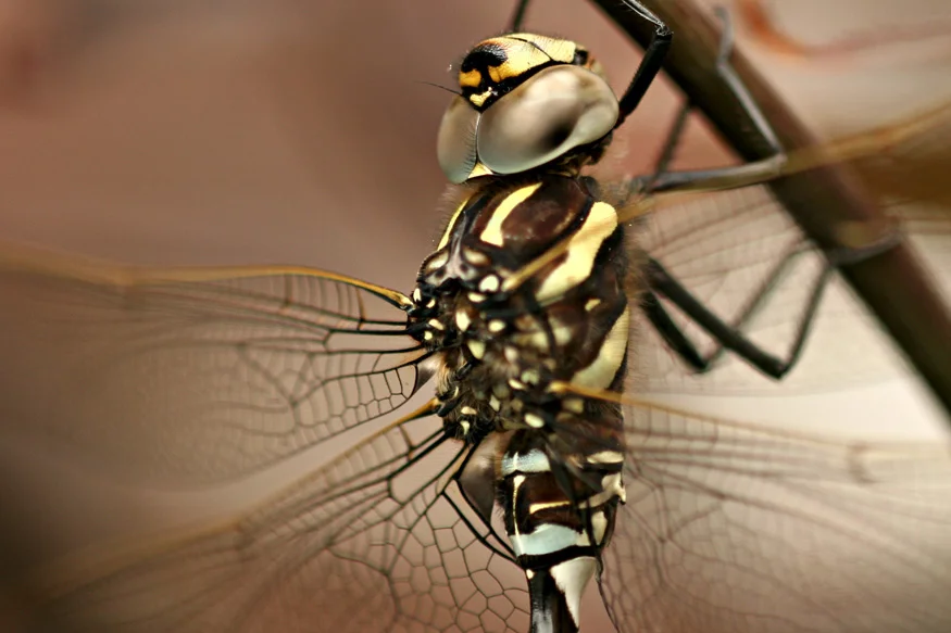 Dragonfly