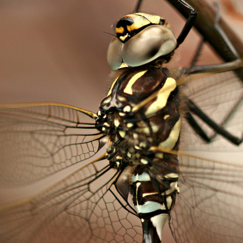 Dragonfly: Dragonfly