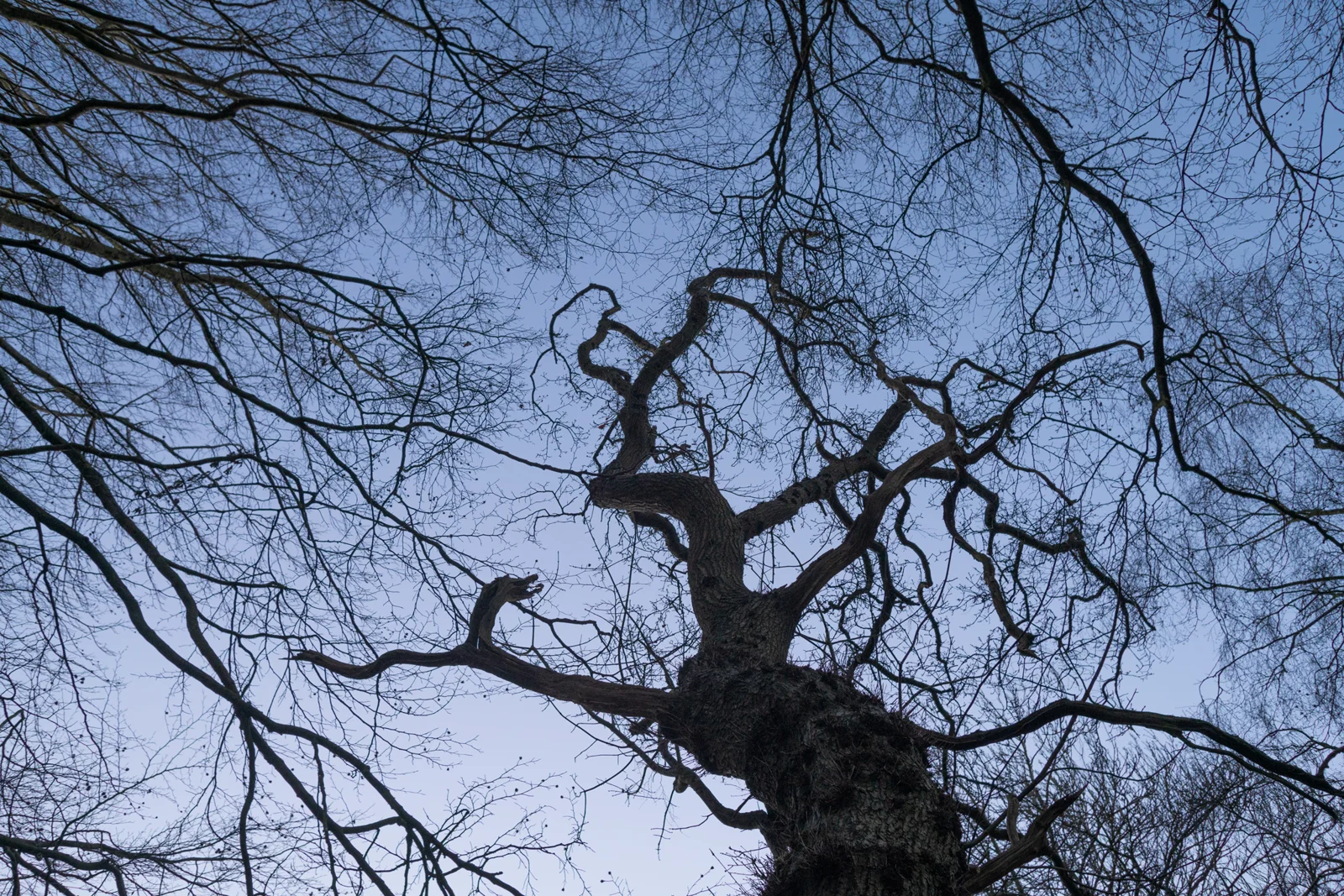 Gnarled bare tree silhouetted against a deep blue twilight sky, looking up through woodland branches in winter
