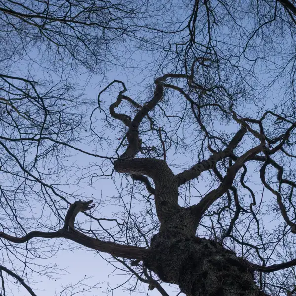 Woodland Oak Trees