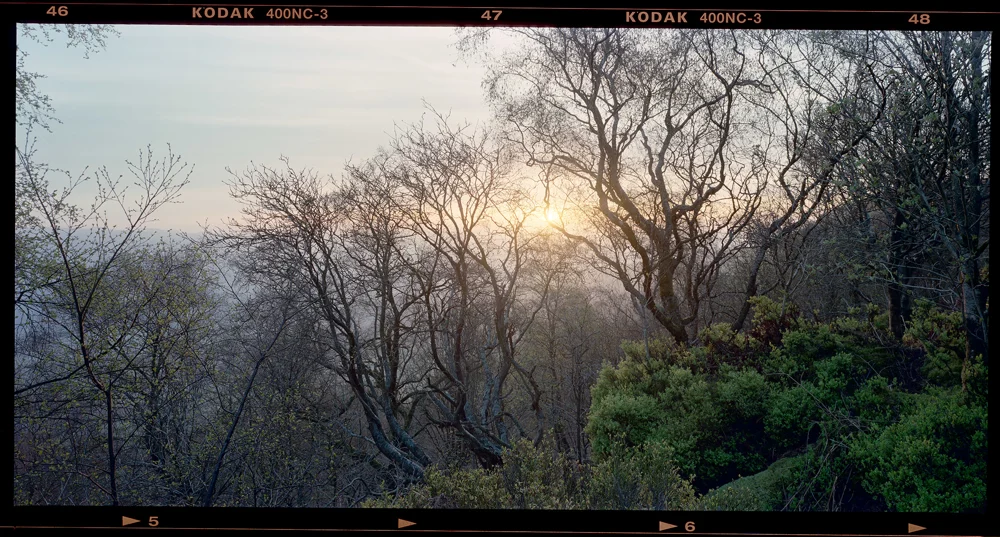 Sun rising through bare birch trees in misty woodland, with budding spring foliage and gorse below at dawn