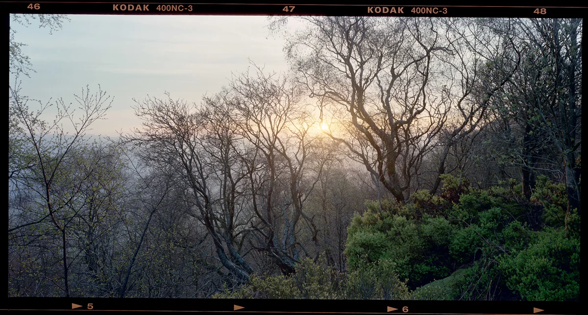 Sun rising through bare birch trees in misty woodland, with budding spring foliage and gorse below at dawn