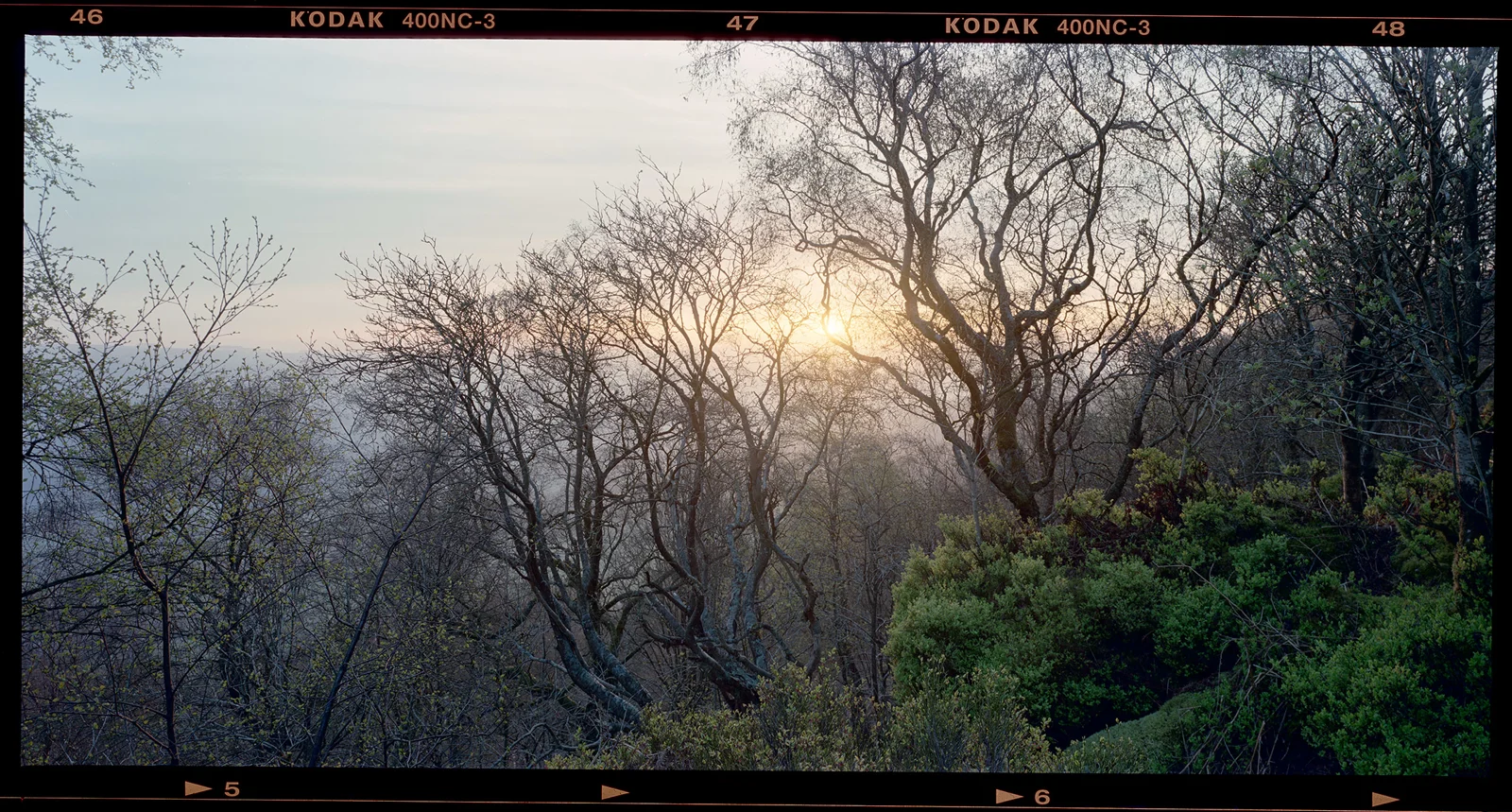 Sun rising through bare birch trees in misty woodland, with budding spring foliage and gorse below at dawn