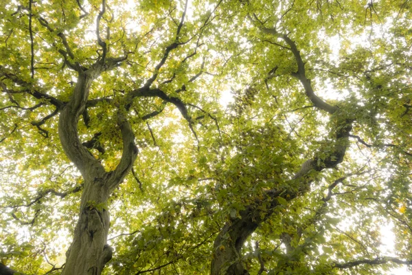 Twisting tree canopy viewed from below with sunlit green leaves against a bright sky in woodland