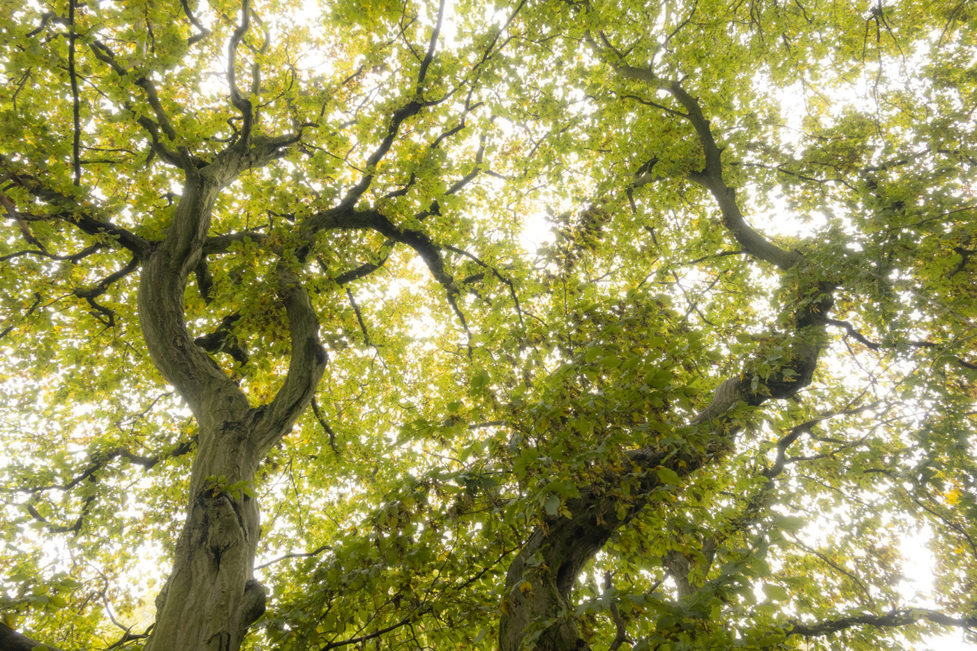  a close up of a tree