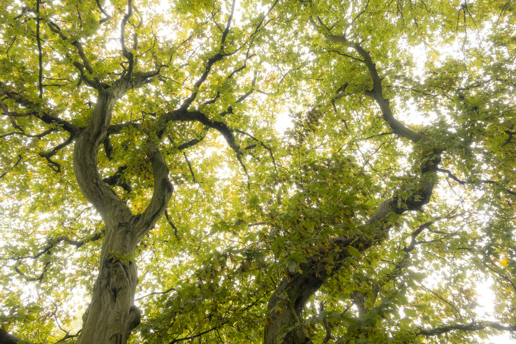  a close up of a tree