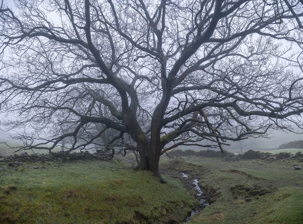 Bare spreading tree beside a stream and dry-stone walls in misty winter moorland farmland