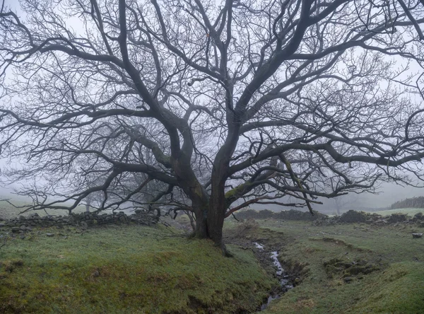 Bare spreading tree beside a stream and dry-stone walls in misty winter moorland farmland
